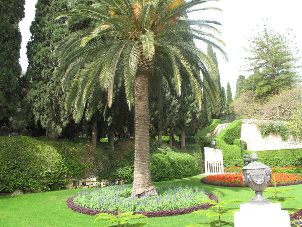 A palm tree surrounded by flowers