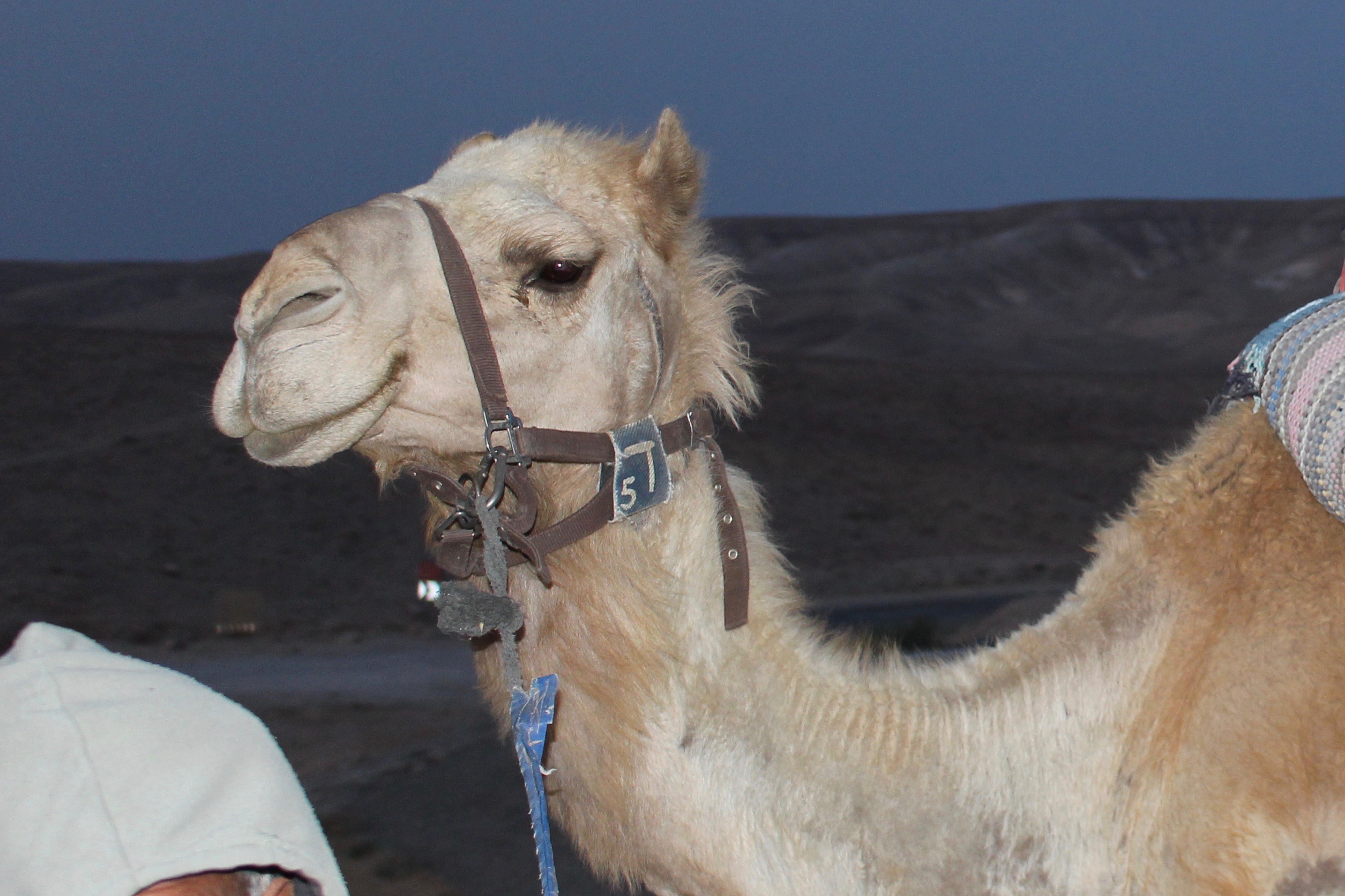 Beduin Tent &amp; Camels (Day9)