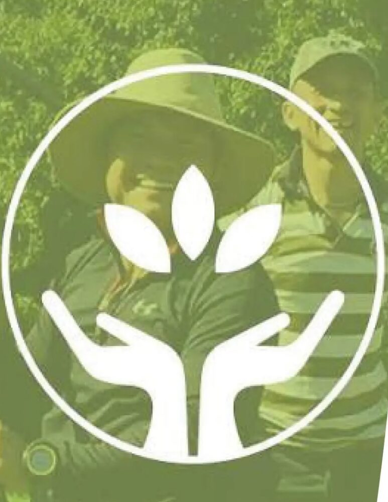Hands lifting leaves